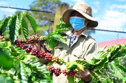 Việt Nam là thị trường cung cấp cà phê lớn thứ hai cho Nhật Bản