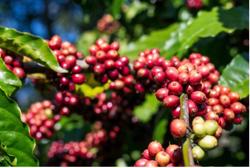 Giá cà phê hôm nay 3-10: Giảm, bức tranh thu hoạch Robusta toàn cầu ra sao?