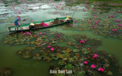 Xã Liên Sơn Lắk yêu cầu chấm dứt tình trạng nhổ cây hoa súng tại hồ Lắk