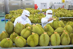 Xuất khẩu rau quả có thể đạt 8,5 tỷ USD