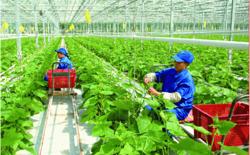 Liên kết vùng để nâng cao giá trị nông sản
