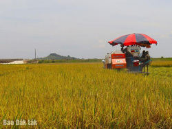 Nông nghiệp - Bệ đỡ giảm nghèo bền vững