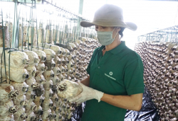 Đắk Lắk có 1 dự án lọt Top 10 dự án vào chung kết Khởi nghiệp Quốc gia
