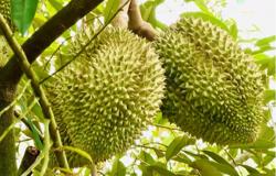 Thí điểm truy xuất nguồn gốc sầu riêng bằng tem do Bộ Công an phát hành