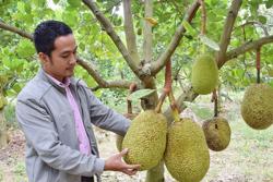Mít tươi xuất Trung Quốc phải được giám sát vườn trồng quanh năm
