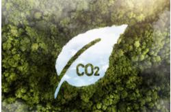 Tín chỉ carbon rừng Việt Nam thu hút sức mua từ doanh nghiệp ngoại