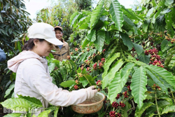 Nông nghiệp chuyên canh: Câu hỏi về trách nhiệm làm nông sản an toàn
