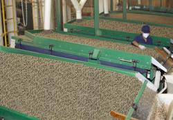  Giá cà phê hôm nay 21-2: Arabica và Robusta cùng giảm mạnh