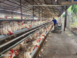 Chấn chỉnh công tác báo cáo dịch bệnh và rà soát tiêm vắc xin phòng bệnh cho đàn vật nuôi