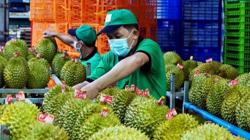 Xuất khẩu rau quả 2 tháng đầu năm giảm 11%
