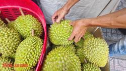Giá sầu riêng tăng mạnh