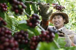 Quy định phòng chống phá rừng của EU: Ngành cà phê tìm cách thích ứng