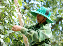 Mùa tiêu... ngọt
