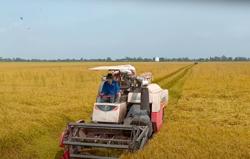 Giá gạo Việt Nam tăng trở lại sau chỉ đạo của Chính phủ