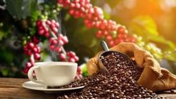 Việt Nam giữ vị thế nhà cung cấp cà phê lớn thứ hai cho Nhật Bản