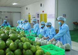 Nông sản xuất khẩu: Tìm cách giữ thị trường khó tính