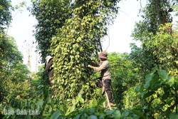 Mưu sinh trên... ngọn tiêu