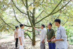 Nông dân trồng sầu riêng thấp thỏm bởi... "ông trời"