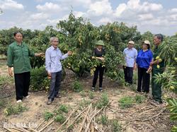 Tuổi cao vẫn hăng say lao động