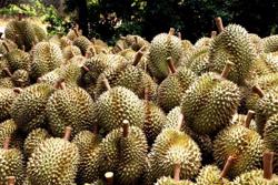 Ngành sầu riêng và bài toán giữ vững vị thế