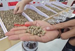 Giá cà phê hôm nay 16-5: Mất mốc quan trọng