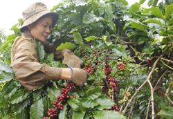 Nâng cao sinh kế cho nông hộ nhỏ và cộng đồng nông thôn