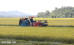Nông dân rộn ràng thu hoạch vụ đông xuân