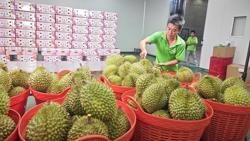 Nghị định thư xuất sầu riêng sang Trung Quốc sắp hết hạn, Hiệp hội gửi "tâm thư" tới Bộ trưởng