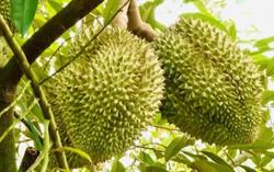 Tìm giải pháp gỡ khó cho xuất khẩu sầu riêng sang Trung Quốc