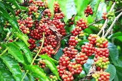 Xuất khẩu cà phê bộc lộ tín hiệu khả quan