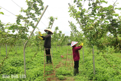 Hợp lực cùng phát triển nông nghiệp bền vững