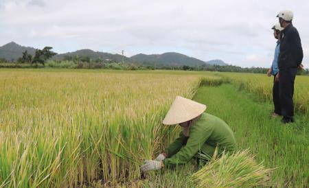 Lạnh kéo dài, gần 260ha lúa xuân bị 'điếc'
