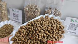Giá cà phê hôm nay 7-5: Robusta “hàng giấy” giảm, hàng thực vẫn cao