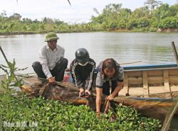 Thu nhập cao nhờ nuôi ốc bươu đen