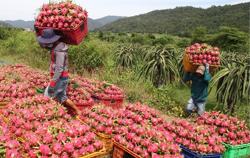 Triển khai các biện pháp bảo đảm sản xuất, chế biến, tiêu thụ và xuất khẩu nông sản