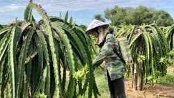 Nông sản Việt: Chuẩn hóa chất lượng để đi đường dài
