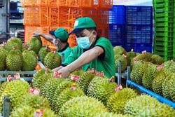 Ngành rau quả: Đa dạng giải pháp đẩy mạnh xuất khẩu