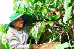 Cà phê đặc sản giúp doanh nghiệp chinh phục thị trường EU