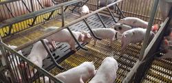 Giá heo hơi giảm sâu, người nuôi "bán tháo" né dịch