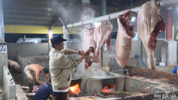 Triển khai quyết liệt các giải pháp phòng, chống dịch tả lợn châu Phi