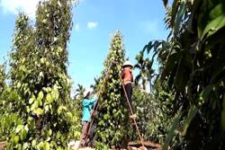 Giá hồ tiêu xuất khẩu tăng cao