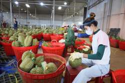 Giải pháp then chốt thúc đẩy ngành hàng sầu riêng phát triển bền vững