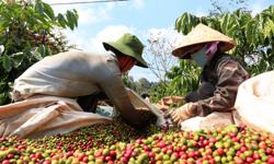 Xuất khẩu cà phê gặt hái những “trái ngọt”