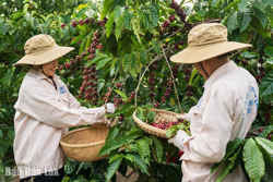 Cà phê Đắk Lắk: Nâng vị thế từ những vùng trồng đạt chuẩn