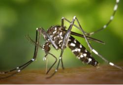 Bộ Y tế bác thông tin Việt Nam xuất hiện ca bệnh Chikungunya