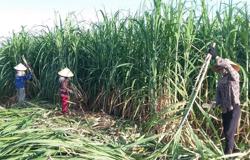 Ngành mía đường chịu áp lực lớn