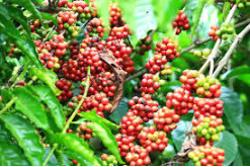 Tiếp tục khai thác dư địa từ EVFTA