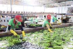 Phấn đấu 100% sản phẩm trồng trọt xuất khẩu sang EU được truy xuất nguồn gốc