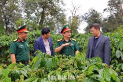 Hồi sinh đất cằn, nâng tầm “Cà phê người lính”
