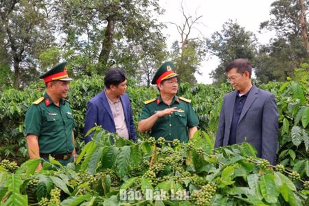 Hồi sinh đất cằn, nâng tầm “Cà phê người lính”